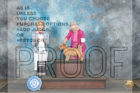 Norwich Terrier #5 Sun G4 Judge Ann Bolus__JP_4013_Lubbock_2024_HR3