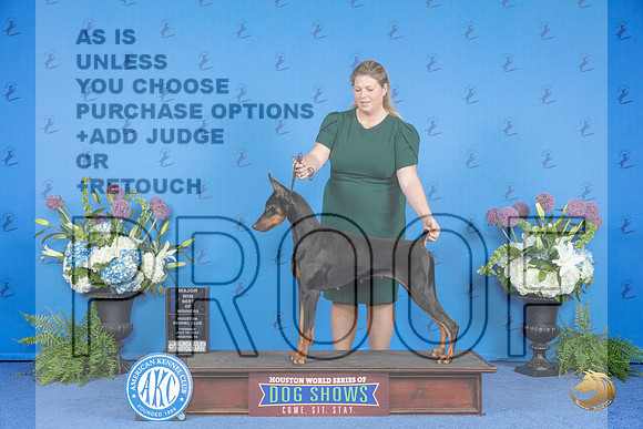 Doberman #28 THUR BOW M Judge Douglas Johnson__JP_8209_Houston_2024_HR3