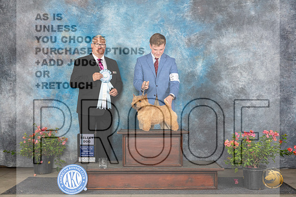 Norwich Terrier #33 Sun SD Judge John F Booth__JP_5859_San Antonio_2024_HR3