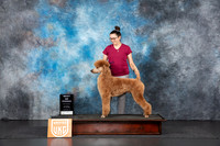 Poodle Std MC #210 Sat BOW Judge Nancy Gallant