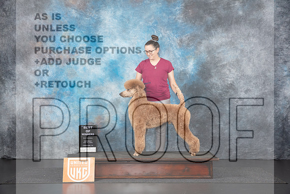 Poodle Std MC #210 Sat BOW Judge Nancy Gallant__JP_1204_UKCLNGVIEWOCT2024_2024_HR3