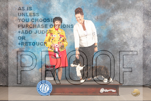 Cardigan Welsh Corgi #22 WED BOS Judge Barbara Alderman-_MJ_2054e_Hstn2022-HR3