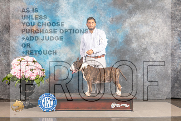 Bull Terrier Colored #19 SAT BOB OHBOB Judge Debra Guerrero_MJ_6732_Houston_2022_HR3
