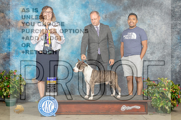 American Sun Staffordshire Terrier #17 BOB Judge Grace Fritz-MJP_9838ee-SA2023_HR3