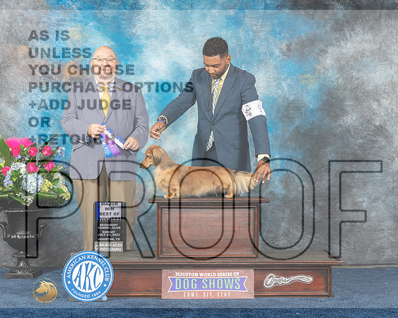 Dachshund Longhaired #9 Sun WD BOW MAJ Judge Raymond Filburn Jr-MJP_7312e-Hstn2023_HR3