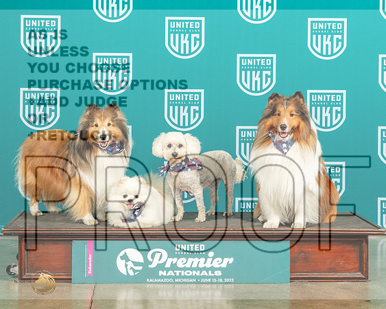 Shelties Pom Bichon Family Sun-MJP_5726e-Prmier2023_HR3