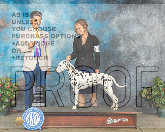 Dalmatian #14 Sat BOWCH Judge Dr Antonio Molina-MJP_8702e-SA2023_HR3