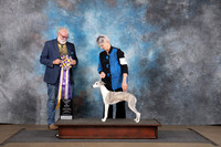 Whippet #248 Sun BIS Judge Chandra Martin Matthew Proctor