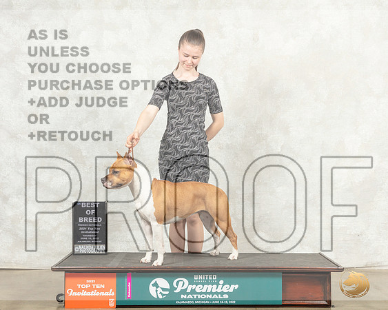American Pit Bull Terrier #1269 Thur Top10BOB Judge Antonio Raposo__MJ_8405_Premier_2022_HR3
