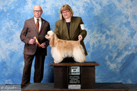 Spaniels Cocker ASCOB #10 Sat Maj BOV Fullington Lisa Ann Judge Edd Embry Bivin