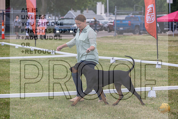 Black and Tan Coonhound Ring Wed_JJL_1658_Premier_2024_HR3