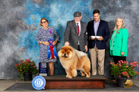 Chow Chow #5 Sat RBIS Judge Elizabeth ‘Beth’ Sweigart