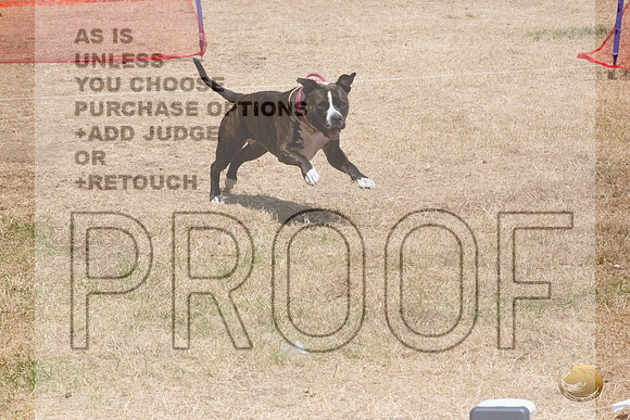 American Pitbull Terrier Percision Courcing Sat Longview WA 2024_JJL_3631_Longview WA_2024_HR3