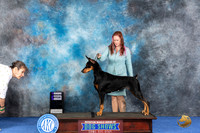Doberman #28 WED WB Judge Alisa Brotherhood