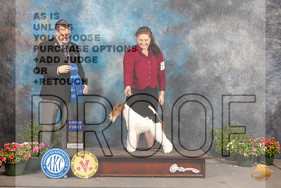 Wirehaired Fox Terrier #7 Sat G1 Judge Darryl Vice_MJ_0481_SA_2022_HR3