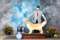 Golden Retriever #10 Fri BOWMBOSCH Judge Victor Rosado