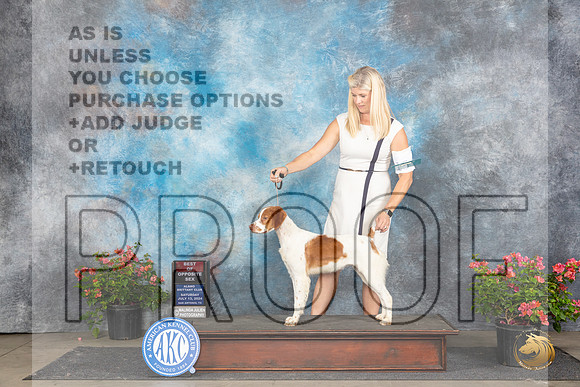 Brittany #26 Sat BOSM Judge Robert Stein __JP_5369_San Antonio_2024_HR3
