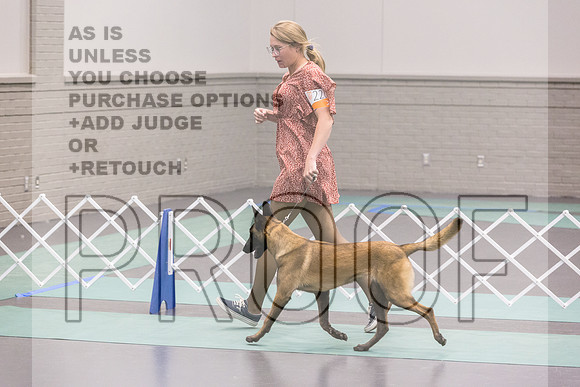 Belgian Malinois Sat Rings_JJL_9259_UKCLNGVIEWOCT2024_2024_HR3