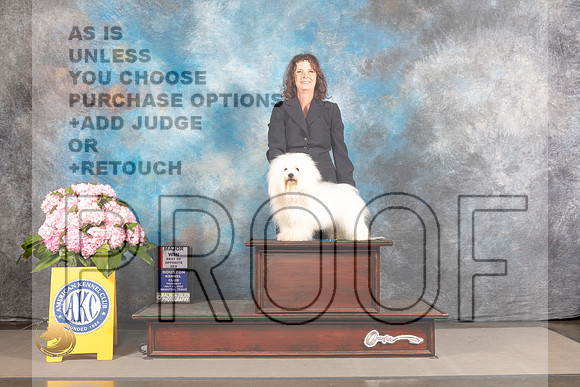 Coton de Tulear #5 THUR BOP Major Judge Joe Walton_MJ_3793_Houston_2022_HR3