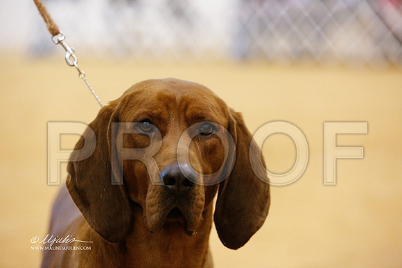 HoundGrp-1522-GRJan14-HR