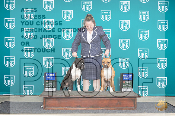 American Pit Bull Terrier #124 Fri G1 Valerie #134 Fri G1 Pam__JP_6339_BatesvilleMS_2024_HR3