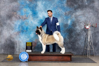 Akita #6 Thurs G3 Judge Denise Dean