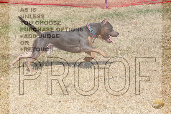 American Pitbull Terrier Percision Coursing Sat Longview WA 2024_JJL_3684_Longview WA_2024_HR3