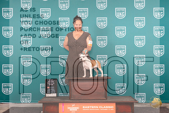 Staffordshire Bull Terrier #402 Sat PBIS Judge William Chrazanowski__JP_2106_UKCEastern_2024_HR3