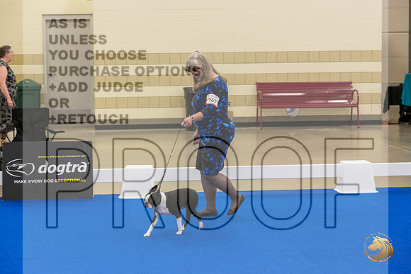 Boston Terrier #707 #974 Ring Fri_JJL_2075_Premier_2024_HR3