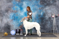 Borzoi #6 Sat WBBOS Judge Pat Trotter