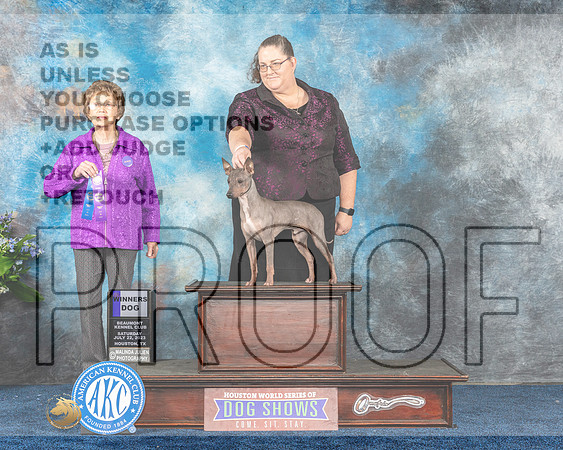 American Hairless Terrier #9 Sat WD Judge Patricia Trotter-MJP_5410e-Hstn2023_HR3