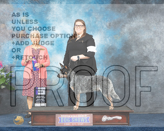 Australian Cattle Dog #7 Sat WD Judge Lydia Hutchinson-MJP_5094e-Hstn2023_HR3