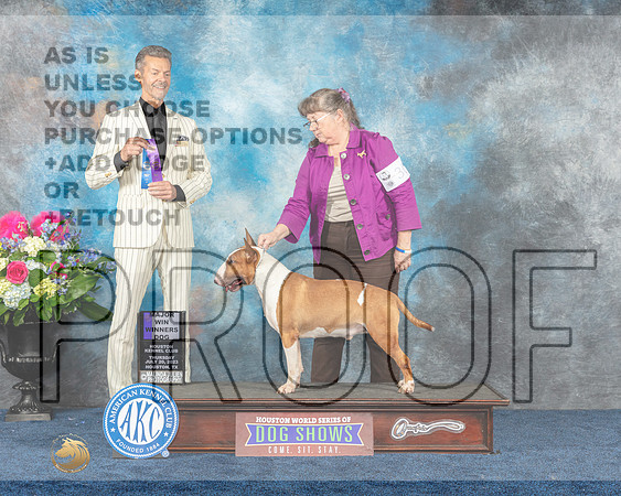 Bull Terrier Colored #19 Thurs WB MAJ Judge Duff Harris r-MJP_4011e-Hstn2023_HR3