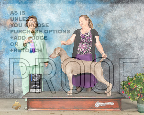 Weimaraner #12 Fri WBCH Judge Nikki Riggsbee-MJP_8048e-SA2023_HR3