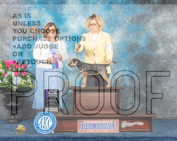 Border Terrier #18 Sun WB MAJ Judge Elizabeth Muthard-MJP_6821e-Hstn2023_HR3