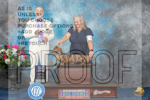 Dachshund Longhaired #19 Thurs WD NC Judge Ken LevisonMJP_2370e_Hstn2023_HR3
