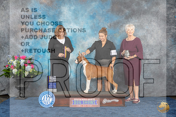 Boxer #38 Wed BOB Judge Elizabeth MuthardMJP_1824e_Hstn2023_HR3