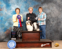 Havanese #9 Sun RBIS Judge Pat Trotter