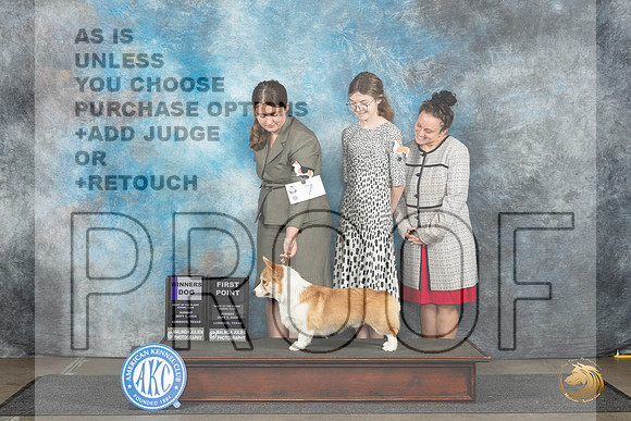 Pembroke Welsh Corgi #7 Sun WD Judge Sharon Newcomb__JP_3910_Lubbock_2024_HR3
