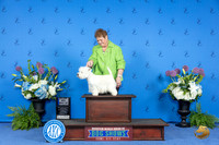 Westhighland White Terrier #8 THUR BW M Judge Jon Cole