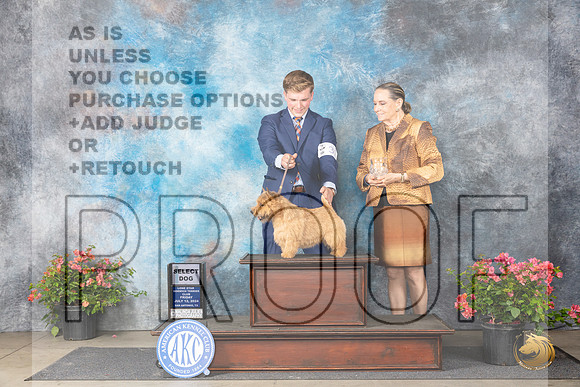 Norwich Terrier #33 Fri SD Judge Elizabeth ‘Beth’ Sweigart__JP_4106_San Antonio_2024_HR3