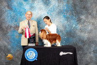 Cavalier King Charles Spaniel #? Sat BOS Judge Tim Robbins