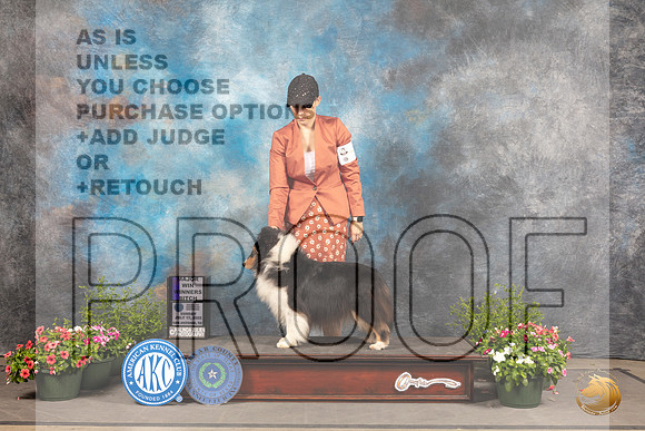 Shetland Sheepdog #30 Sun WB Judge Robert Shreve_MJ_1067_SA_2022_HR3