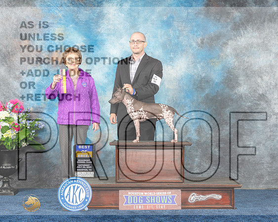 American Hairless Terrier #5 Sat BOB Judge Patricia Trotter-MJP_5206e-Hstn2023_HR3