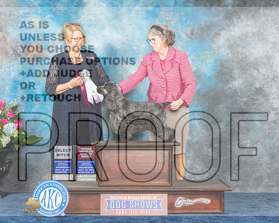 English Cocker #20 Wed SB Judge Cindy Lane-MJP_1695e-Hstn2023_HR3