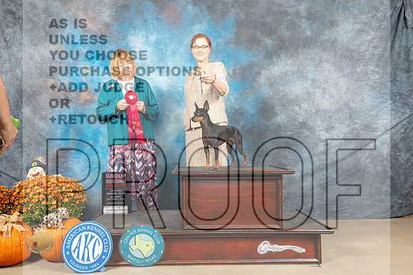 Manchester Terrier #8 Sat G2 Judge Shelley Hennessey_MJ_6174_Belton_2022_HR3