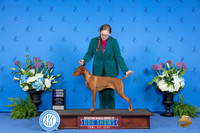 Viszla #38 THUR WB Judge Wood Wornall