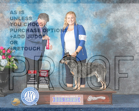 Australian Cattle Dog #6 Sun BOS OH Judge Charles Olvis-MJP_7103e-Hstn2023_HR3
