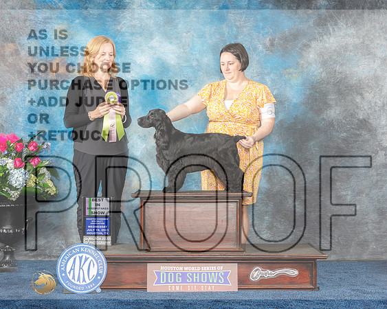 English Cocker Spaniel #6 Wed BISw Judge Margarita Nichols r-MJP_7343e-Hstn2023_HR3