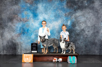 Australian Cattle Dog #233 Sun BJr see note
